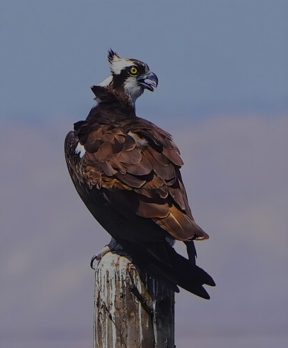 Osprey