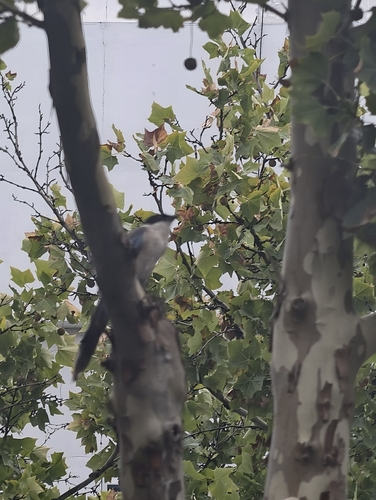 Azure-winged Magpie