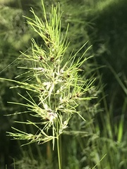 Poa bulbosa