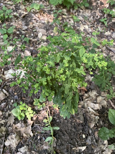 Euphorbia stricta, photograph 4