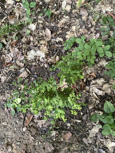 Euphorbia stricta, photograph 5