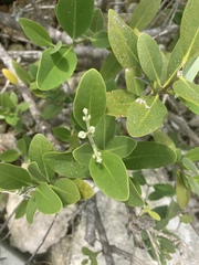 Borrichia frutescens image