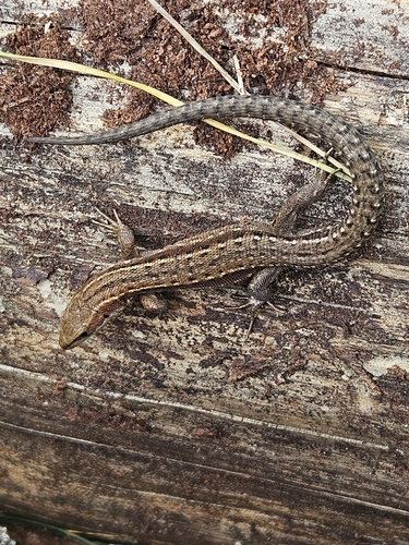 Viviparous Lizard