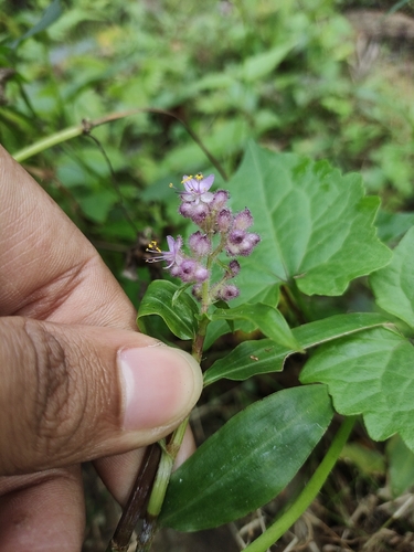 Floscopa scandens