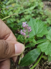 Floscopa scandens, photograph (c) Ashwin, some rights reserved (CC BY)