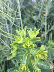 Euphorbia platyphyllos
