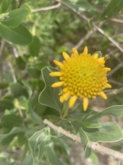 Borrichia frutescens image