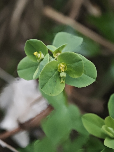Euphorbia hirsuta, photograph 6
