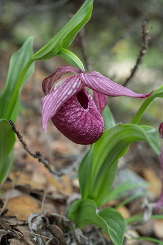 Cypripedium tibeticum, photograph 4