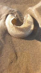 Naticidae