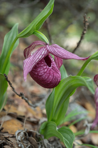 Cypripedium tibeticum, photograph 5