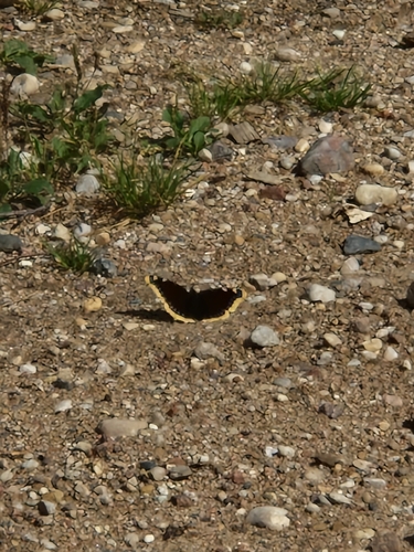 Mourning Cloak