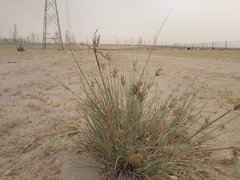 Cyperus conglomeratus