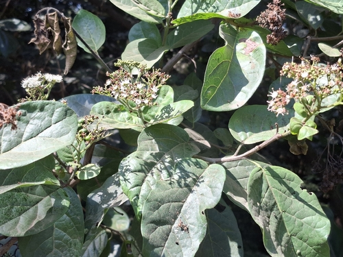 Ehretia cymosa observed 2026-08-11
