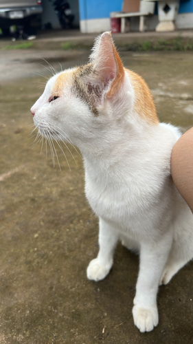 Domestic Cat