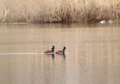 Podiceps nigricollis