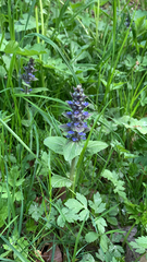 Ajuga reptans
