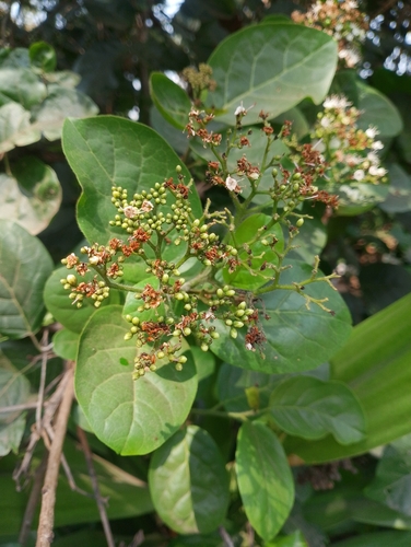 Ehretia cymosa observed 2026-08-11