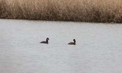 Podiceps nigricollis