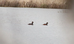 Podiceps nigricollis