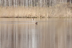 Podiceps nigricollis