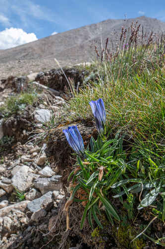 Gentiana nubigena