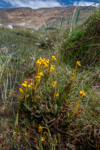 Pedicularis longiflora