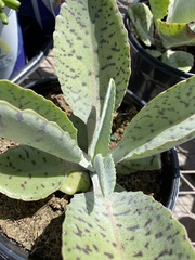 Kalanchoe gastonis-bonnieri
