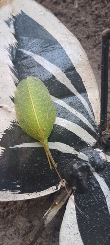 Elegant Sylvan Katydid