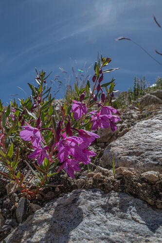 Dwarf Fireweed