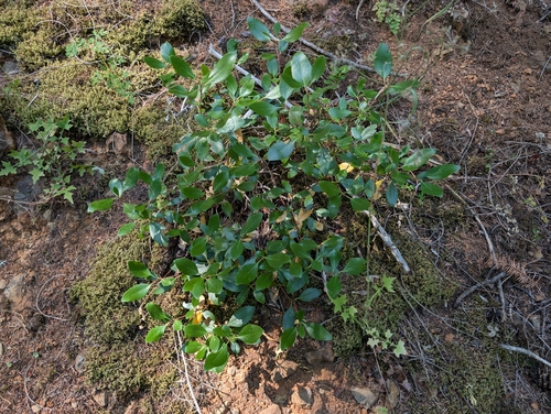 Garrya fremontii