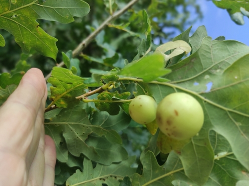 Cherry Gall Wasp