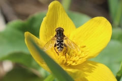 Anasimyia anausis