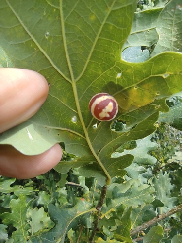 Striped Pea Gall Wasp