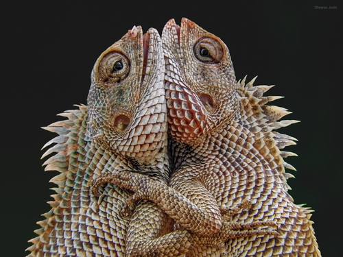 Indian Garden Lizard, C8V4+QJ, Journalists Colony Phase 3, Phase 3, Hyderabad, Telangana 500046, India, photo 9 of 10
