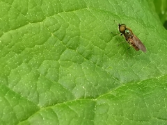 Chloromyia formosa