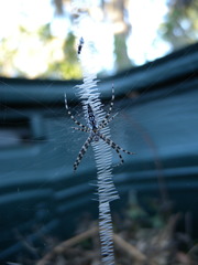 Argiope aurantia image
