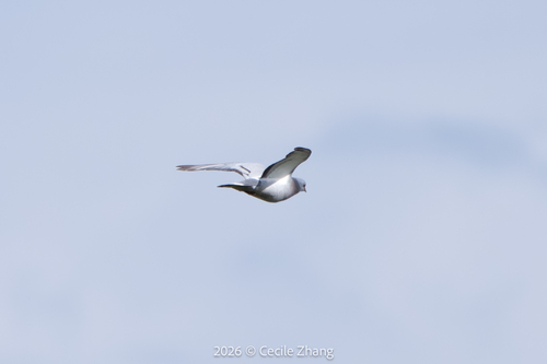 Hill Pigeon