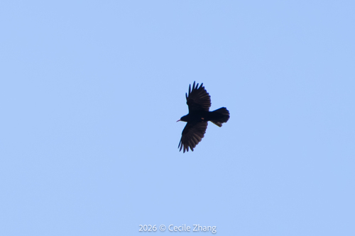 Red-billed Chough