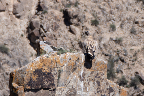 Himalayan Griffon