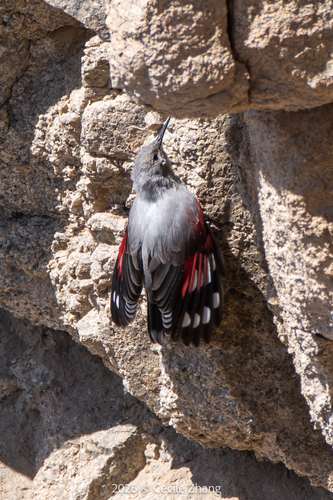 Wallcreeper