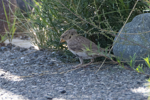 Rock Sparrow