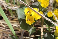 Anasimyia anausis