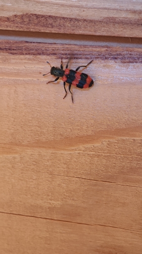 Bee-eating Beetle