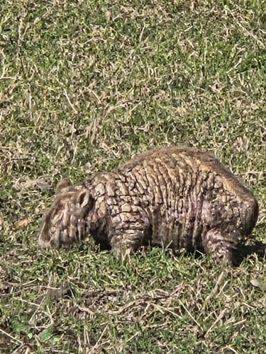 Mainland Wombat