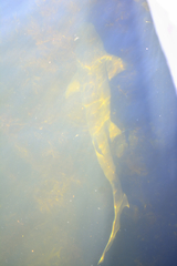 Notorynchus cepedianus