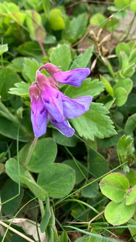 seaside pea