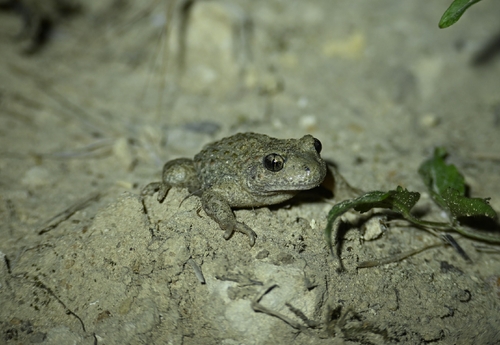 Common Midwife Toad, photo 6 of 10