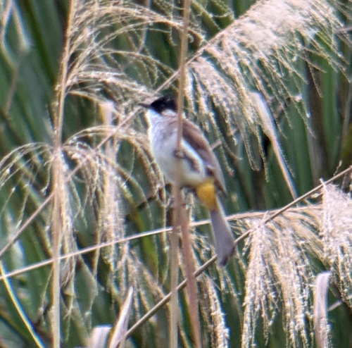 Brown-breasted Bulbul