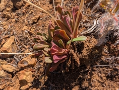 Lewisia columbiana